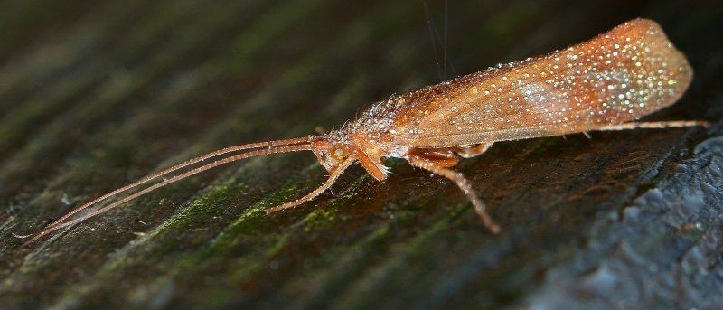 Limnephilus sp. (Limnephilidae)