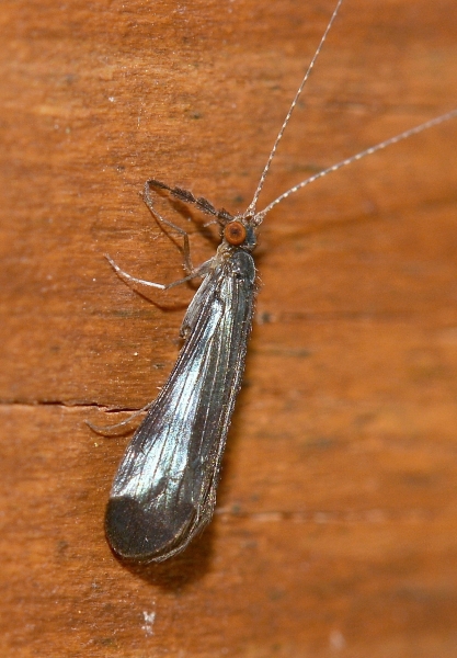 Leptoceridae:  Mystacides nigra