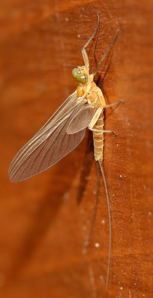 Heptageniidae: Rhithrogena semicolorata