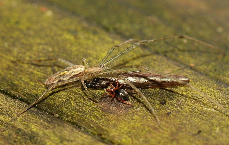 Tetragnatha sp. e Linyphiidae (cfr.) - Sernaglia della Battaglia (TV)