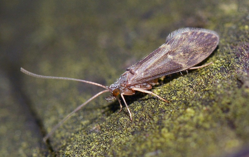 Glossosomatidae: Glossosoma bifidum