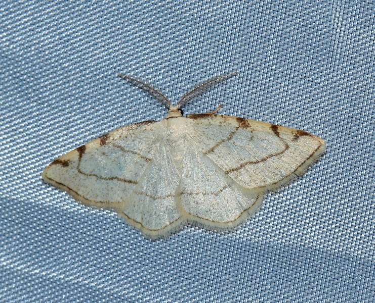 Geometridae da identificare