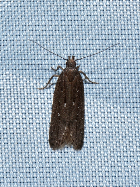 micro da id:  Neofaculta ericetella - Gelechiidae