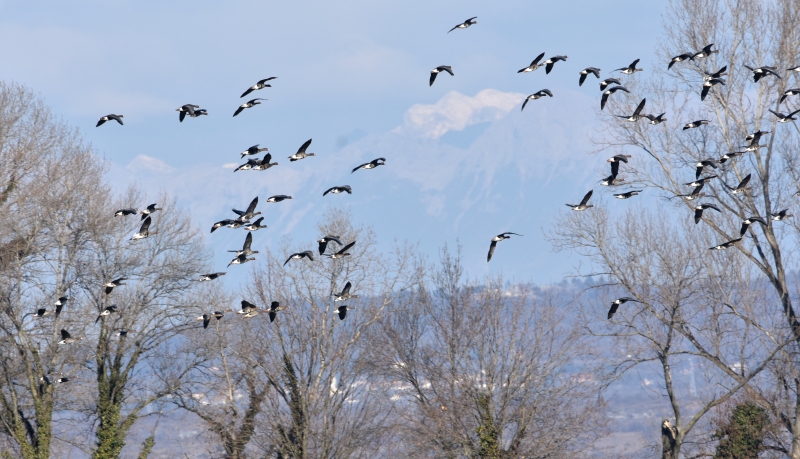 Oca lombardella - Anser albifrons