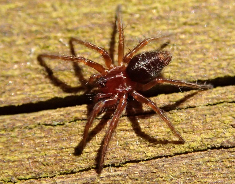 Giovane Agelenidae - Sernaglia della Battaglia (TV)