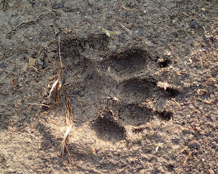 Riconoscimento impronta