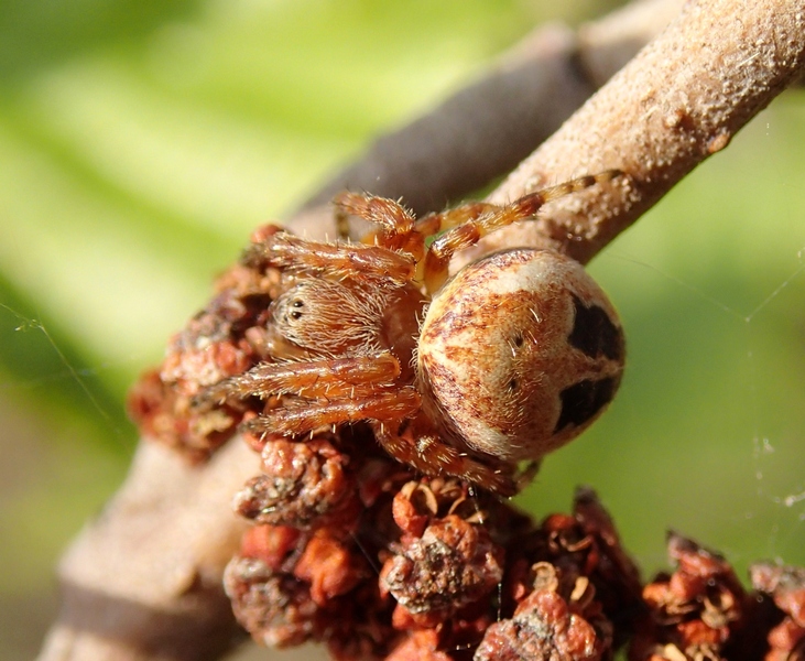 Larinioides sp. - Codevigo (PD)