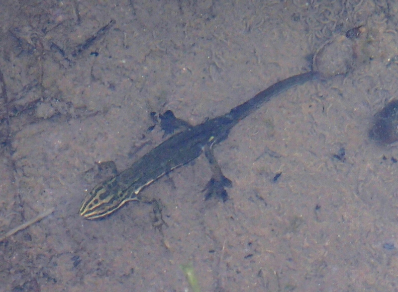 Tritone punteggiato - Lissotriton vulgaris meridionalis