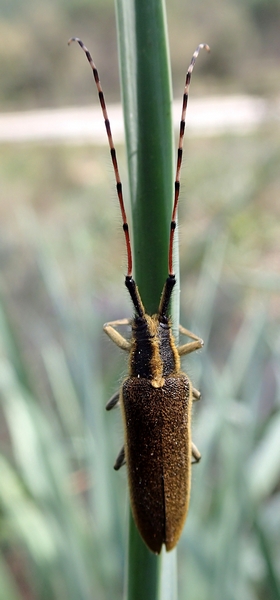 Agapanthia asphodeli  (Cerambycidae)