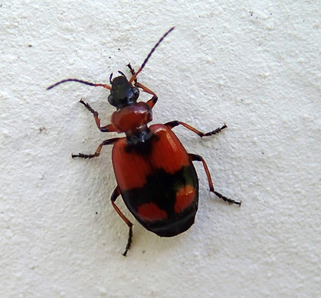 carabidae da confermare