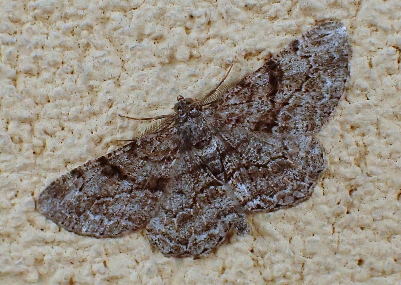 Da Id - Peribatodes rhomboidaria, Geometridae