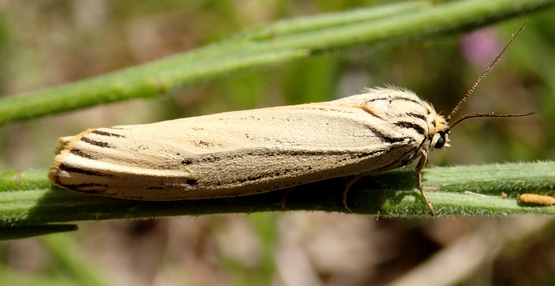 Coscinia striata