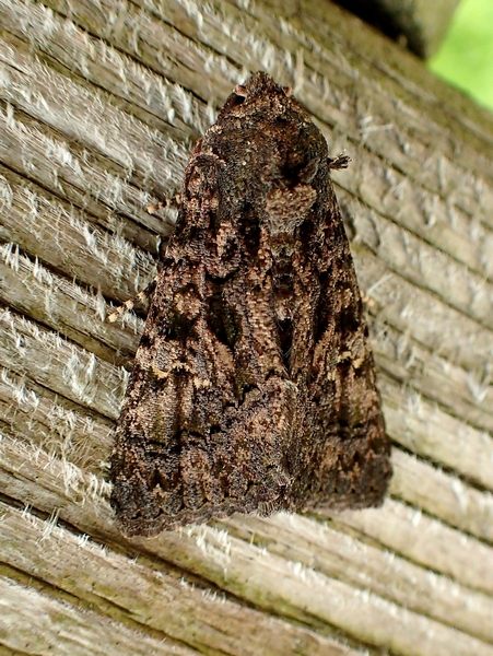 Noctuidae da Id. - Aedia leucomelas