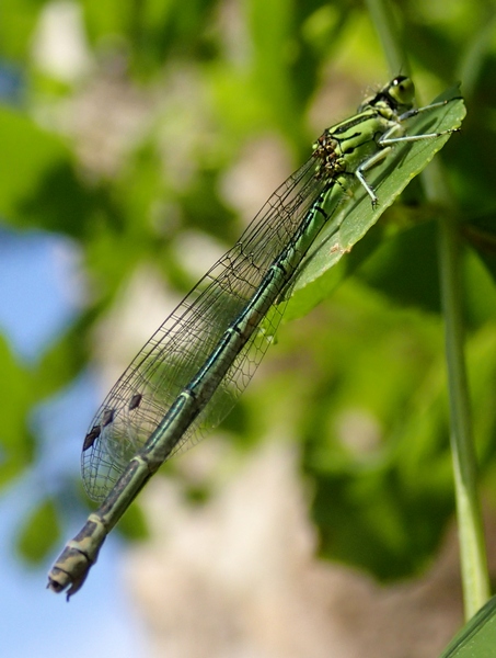 Coenagrion puella