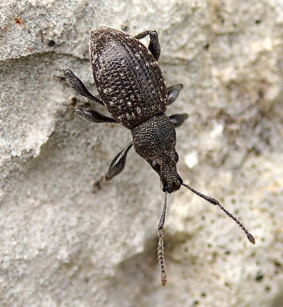 Otiorhynchus cfr. pinastri