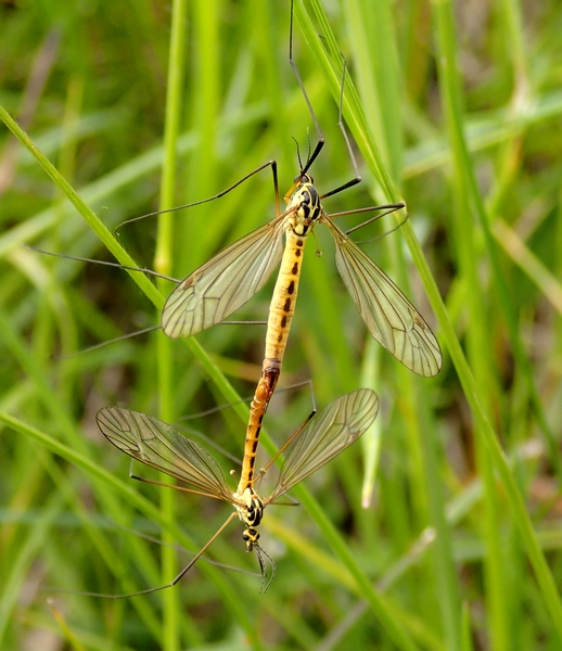 Tipulidae: Nephrotoma sp.