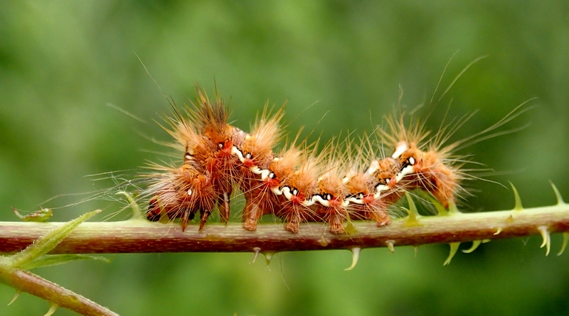 Bruco da Id. - Acronicta (Viminia) rumicis