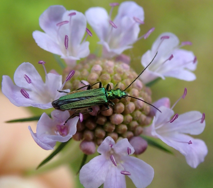 Oedemera nobilis - Oedemeridae