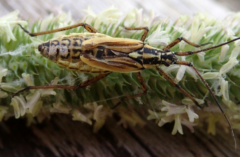 Miridae: Leptopterna dolabrata, femmina  del Veneto (TV)