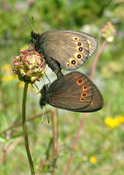 Erebia, quale