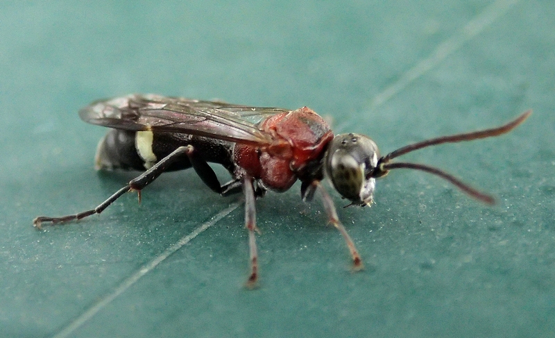 Oryttus concinnus (Crabronidae)