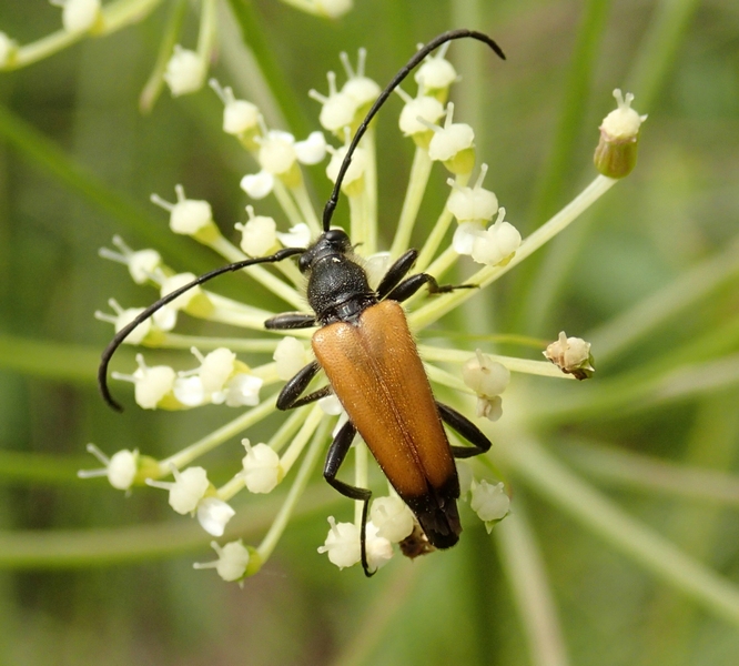 Stictoleptura rubra? No, Paracorymbia fulva maschio (cf)