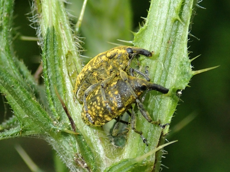 Larinus sturnus