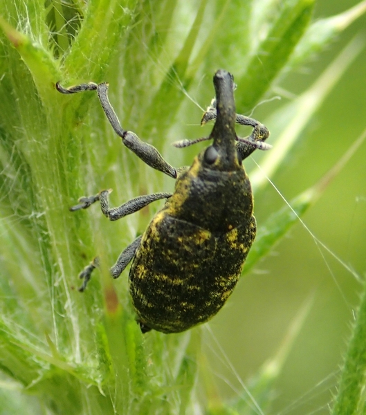 Larinus sturnus