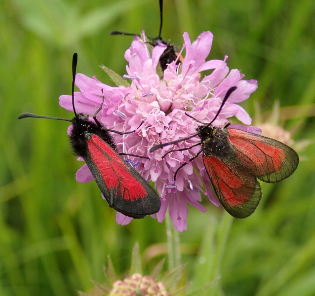 Zygaena (Mesembrynus) purpuralis, Zygaenidae