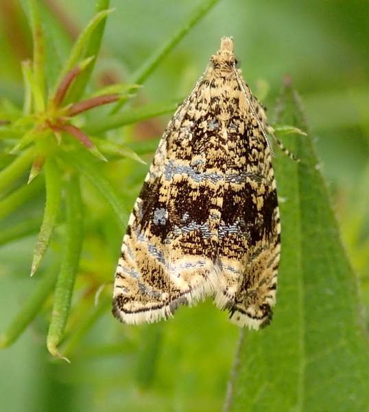 Tortricidae da Id.