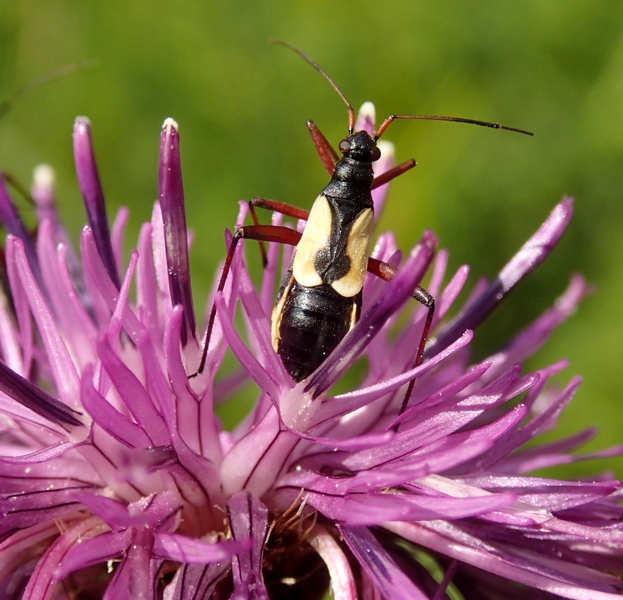 Miridae: Alleonotus fulvipes della Croazia