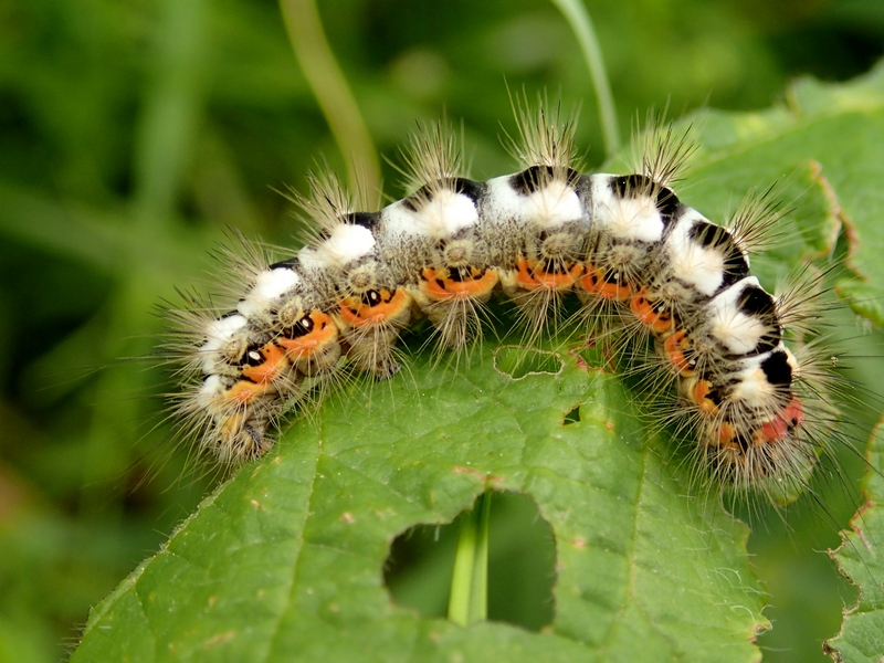 Acronicta (Viminia) euphorbiae, Noctuidae