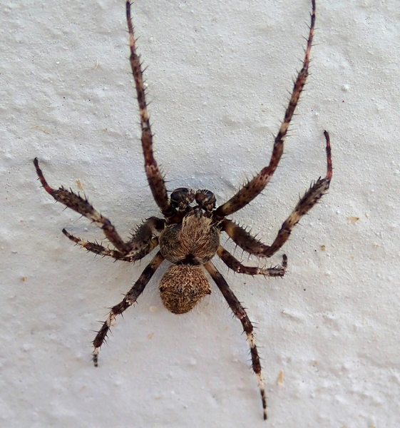 Araneus cf. angulatus - Moriago della Battaglia (TV)