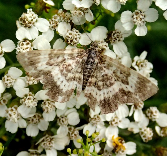 Cfr. Epirrhoe tristata, Geometridae