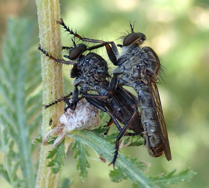 Asilidae da Id.