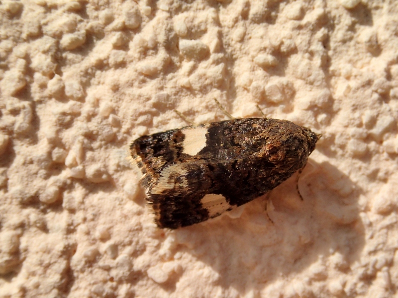 Noctuidae da Id. - Tyta luctuosa