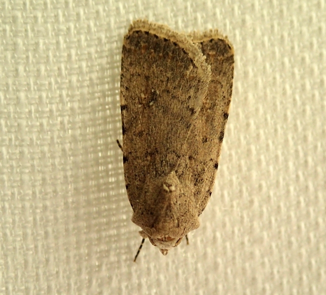 Da Id, - Caradrina (Paradrina) clavipalpis