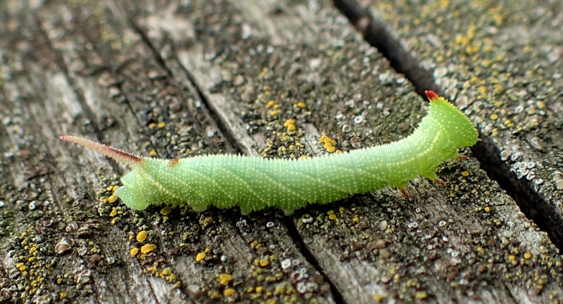 Bruchetto - Marumba quercus, Sphingidae