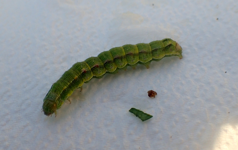 Altro bruco da Id - Heliothis cfr. peltigera, Noctuidae