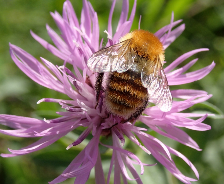 Bombus cf. humilis