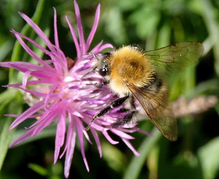 Bombus cf. humilis