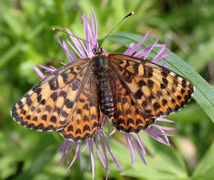 Melitaea