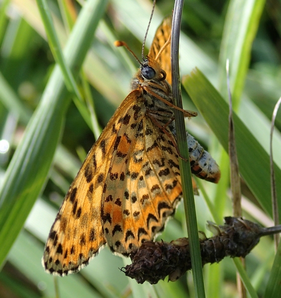 Melitaea