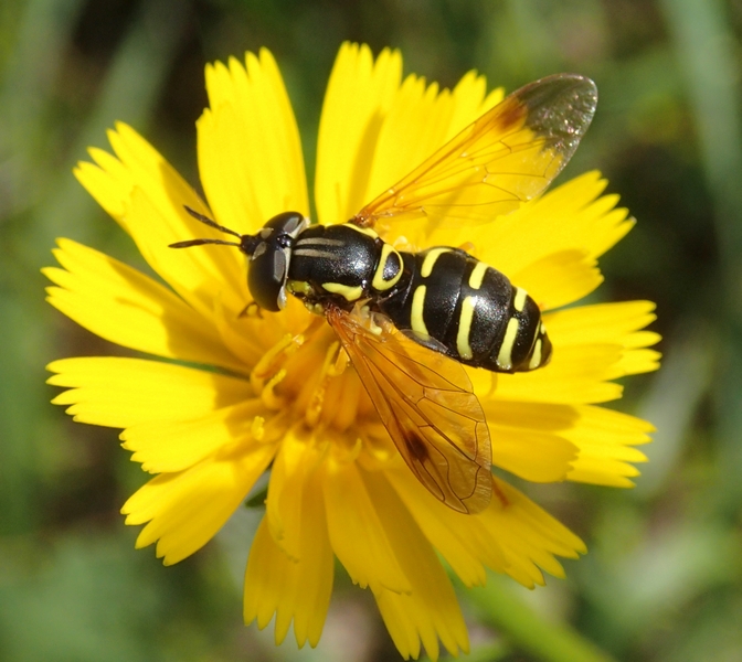 Syrphidae da Id.