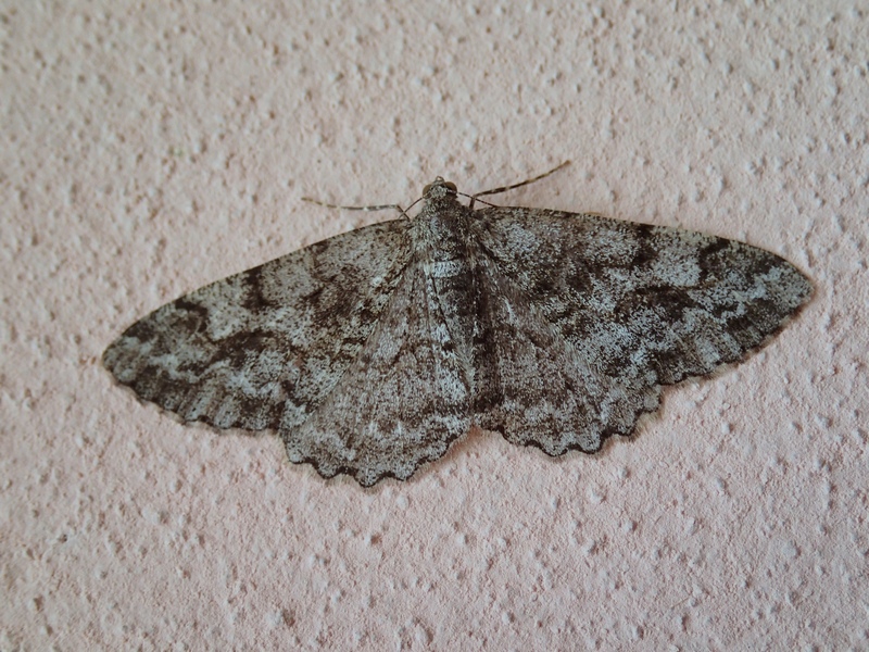 Geometridae da Id.