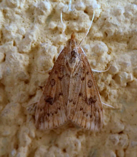 Crambidae da Id. - Udea ferrugalis