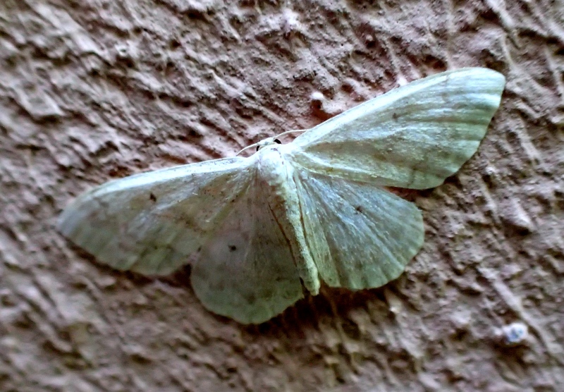 Geometridae da Id - Cfr. Idaea biselata