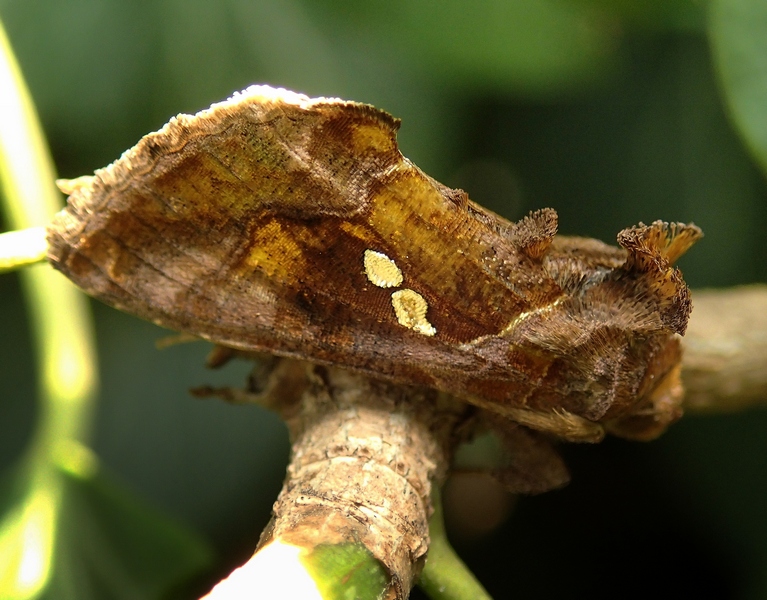 Chrysodeixis chalcites