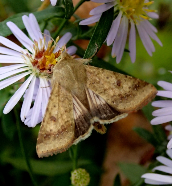 Helicoverpa armigera (Noctuidae)