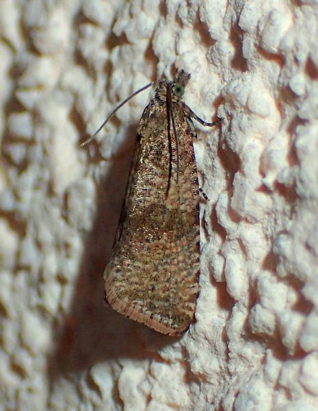 Da Id - Celypha striana, Tortricidae